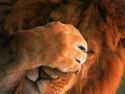 oroszlan-001.jpg_lion_star_2.jpg