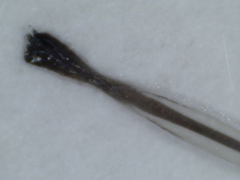zsiiir_hagyma_2.jpg